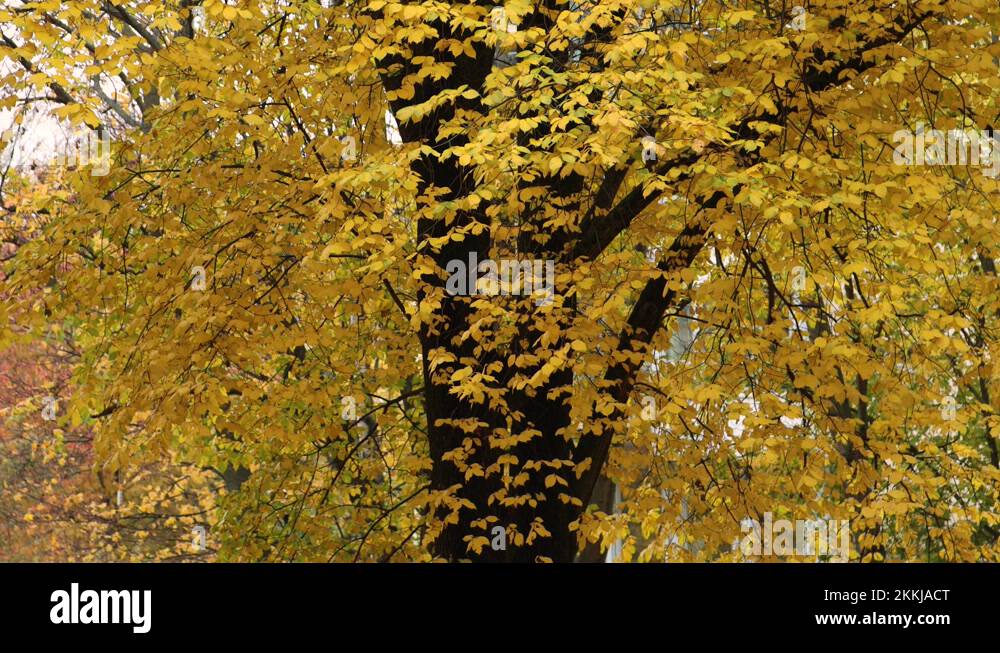 Deciduous tree falling leaves Stock Videos & Footage HD and 4K Video