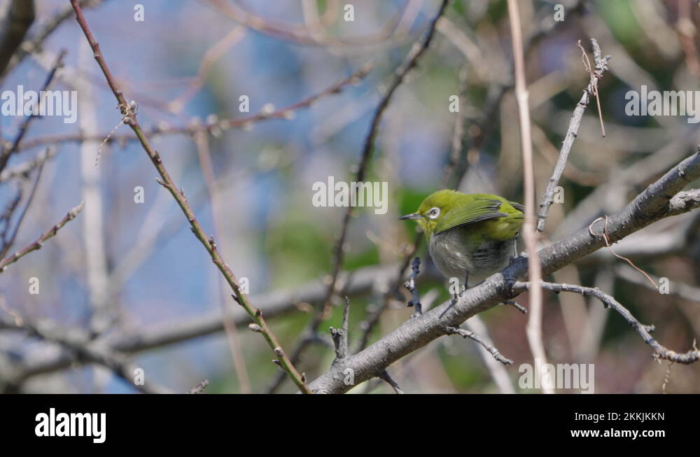 Japanese Warbling White Eye Bird Stock Videos Footage HD And 4K japanese-warbling-white-eye-bird-stock-videos-footage-hd-and-4k