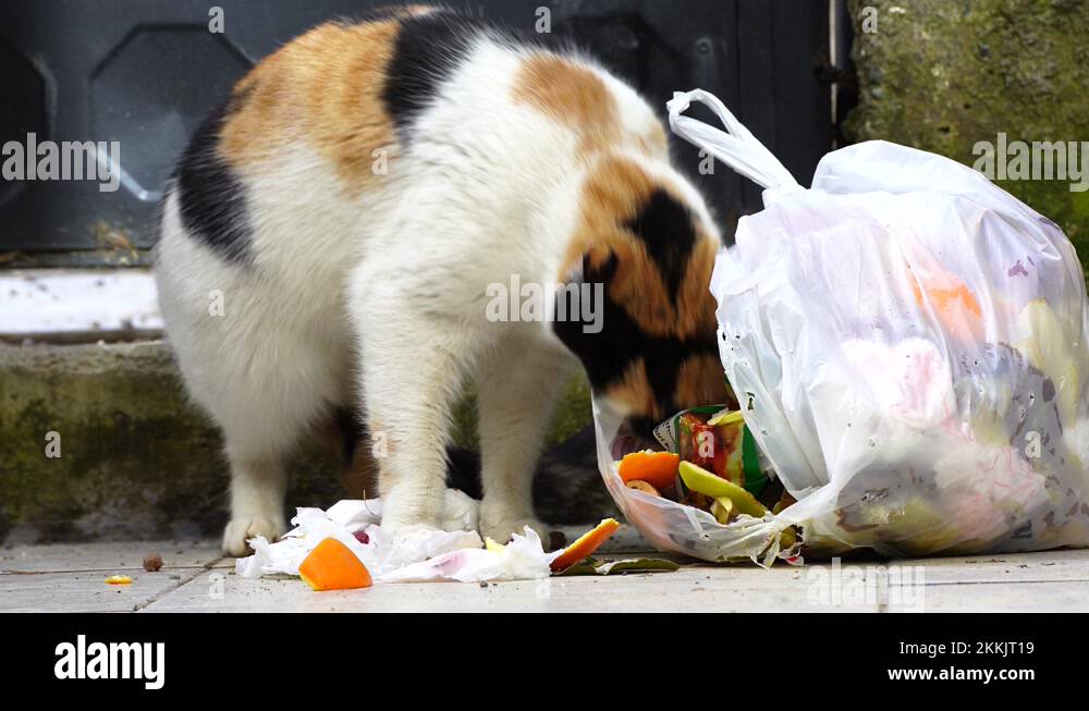 Cat checking the garbage and eating left food with head inside the