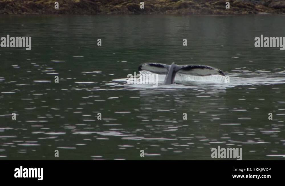 Humpback whale tail fluke Stock Videos & Footage HD and 4K Video