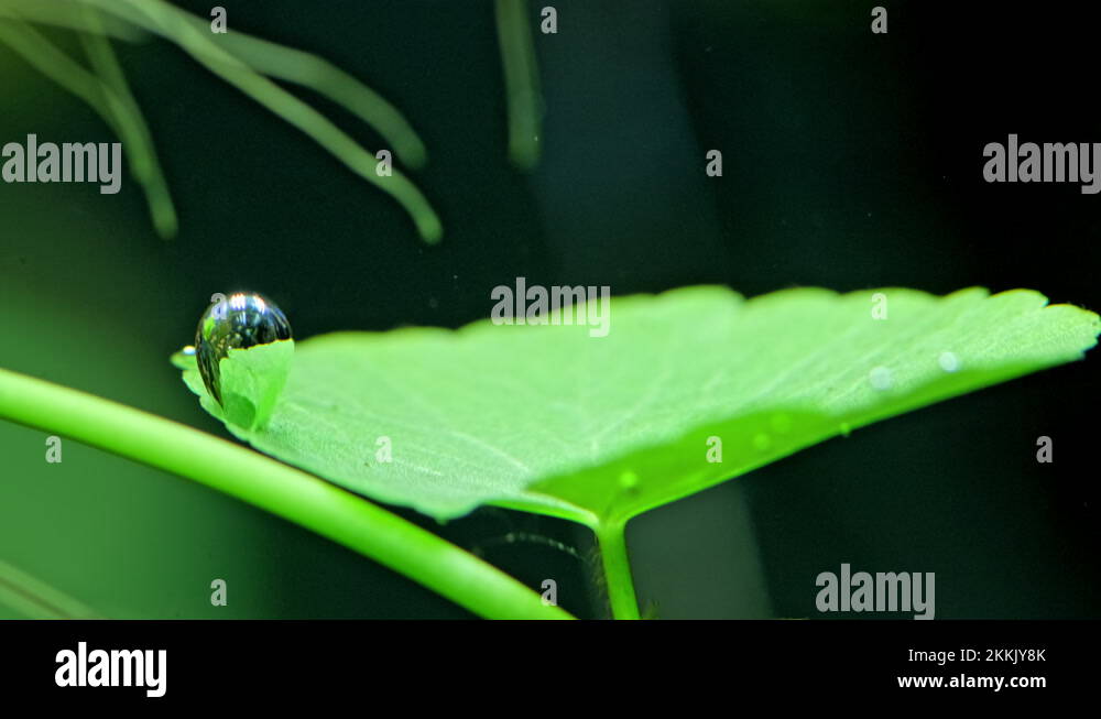Photosynthesis process Stock Videos & Footage HD and 4K Video Clips Alamy