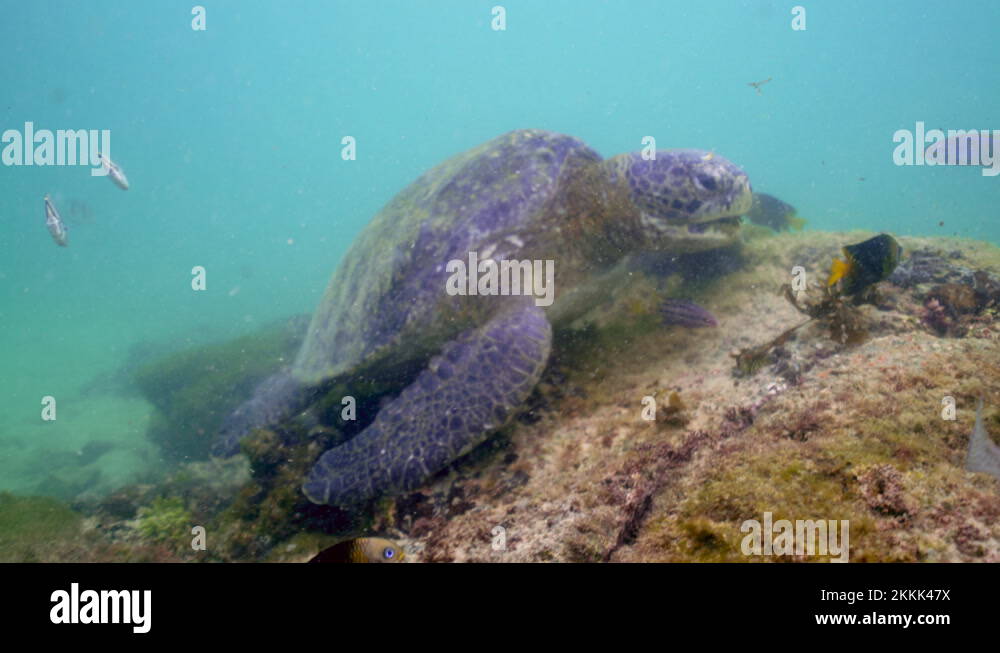 An Underwater View of A Sea Turtle Eating Marine Plant Life on Reef