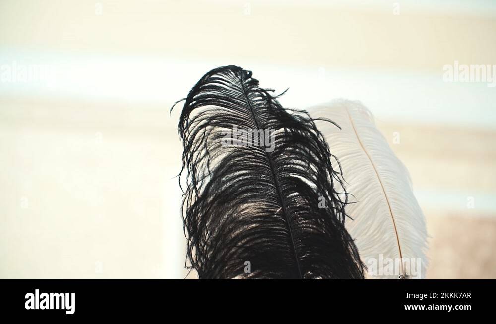 Goose quill Stock Videos & Footage HD and 4K Video Clips Alamy