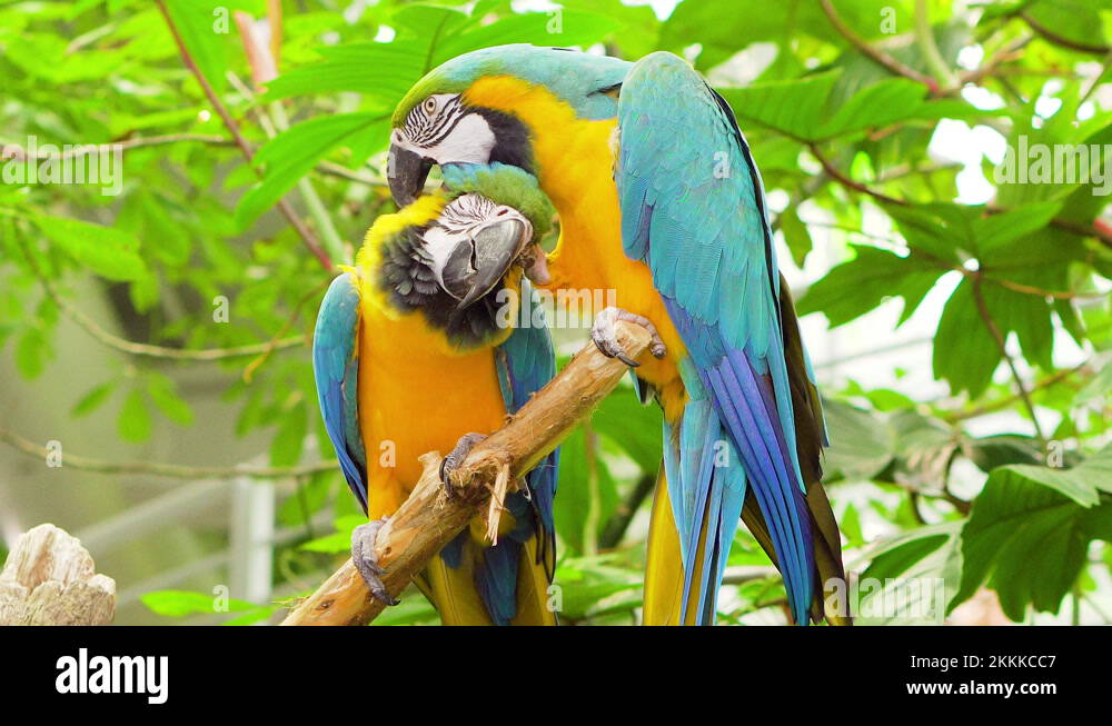 Kakapo owl parrot Stock Videos & Footage - HD and 4K Video Clips - Alamy