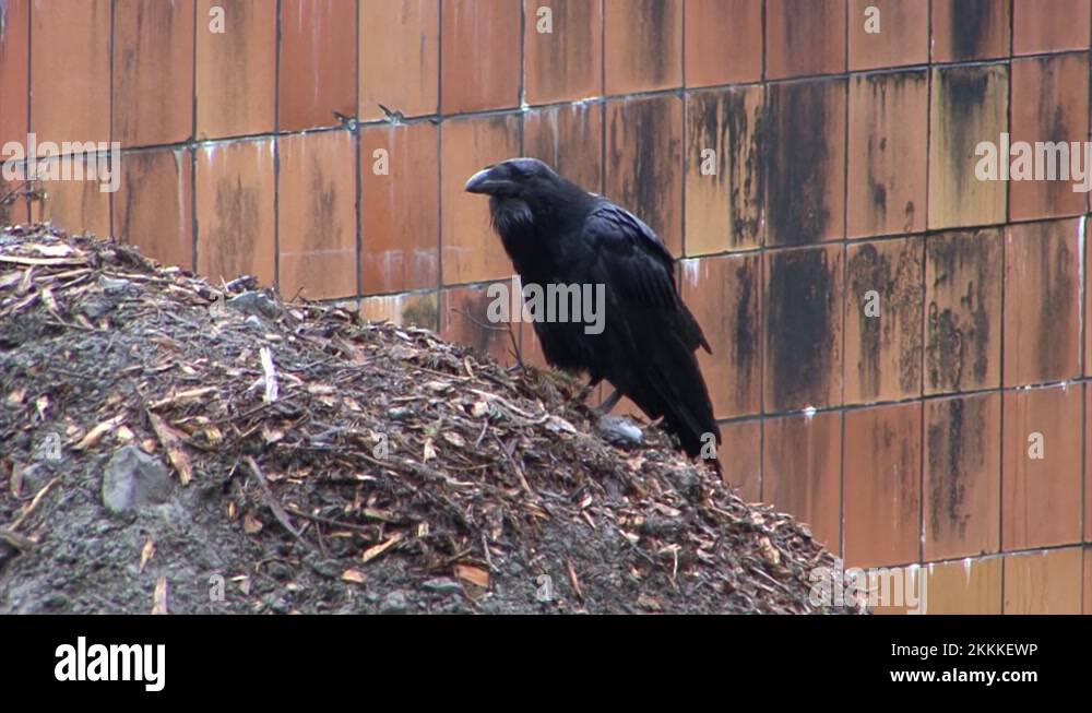 Crow family member Stock Videos & Footage - HD and 4K Video Clips - Alamy