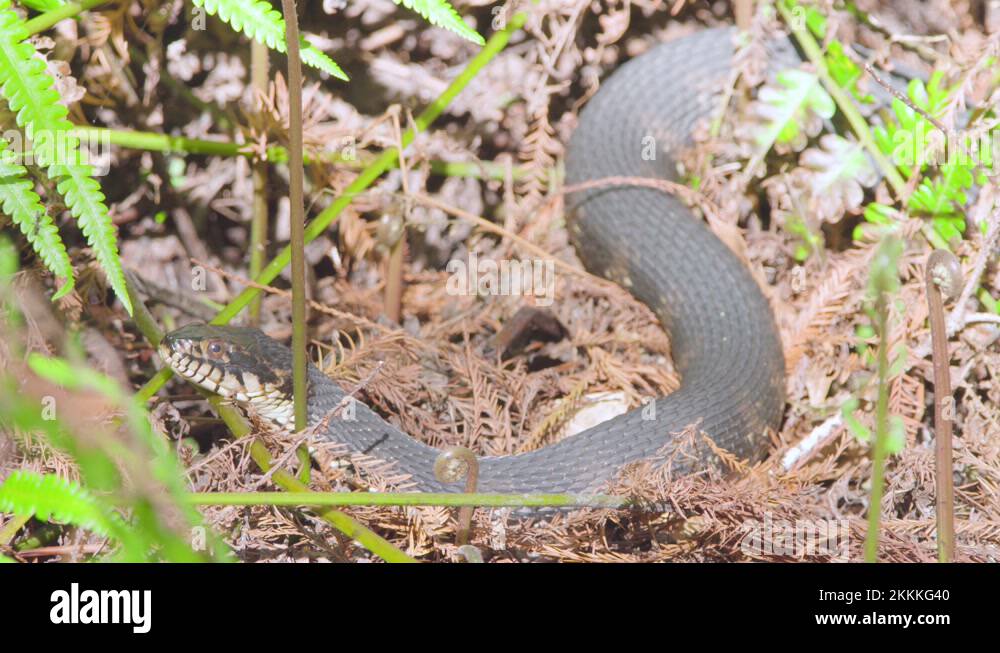 Banded snake Stock Videos & Footage - HD and 4K Video Clips - Alamy