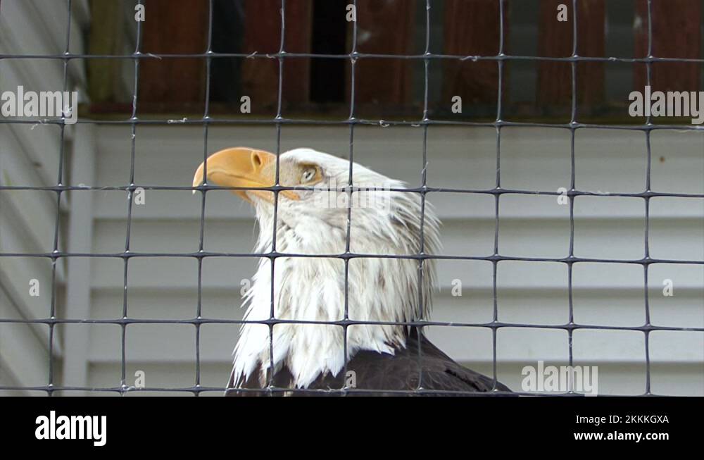 Closeup of a Bald Eagle in captivity Stock Video Footage Alamy
