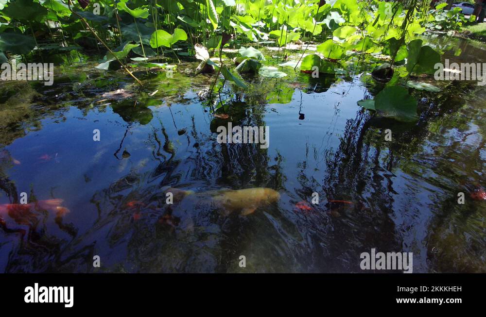Ornamental carp Stock Videos & Footage HD and 4K Video Clips Alamy