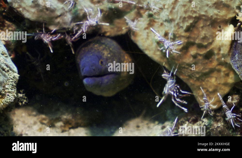 Moray eel in cave Stock Videos & Footage HD and 4K Video Clips Alamy