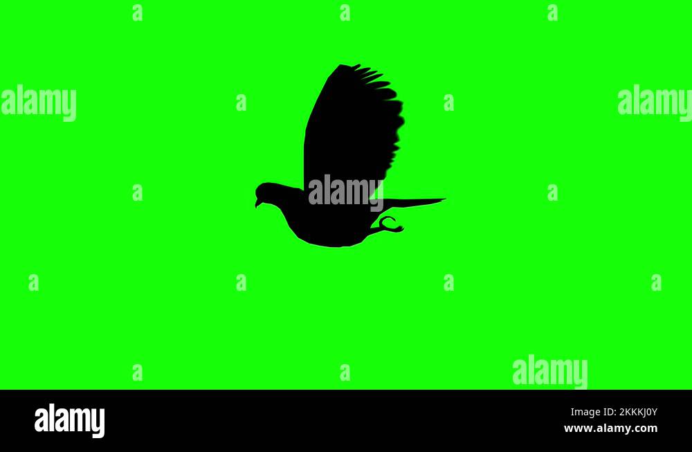 Silhouette of a pigeon flying flapping, on green screen, side view ...