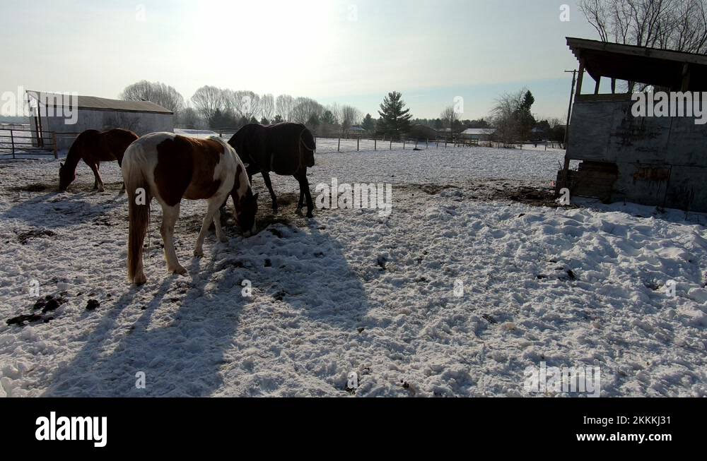 Paint Quarter Horse, Quarter Horse And Thoroughbred Off The Track