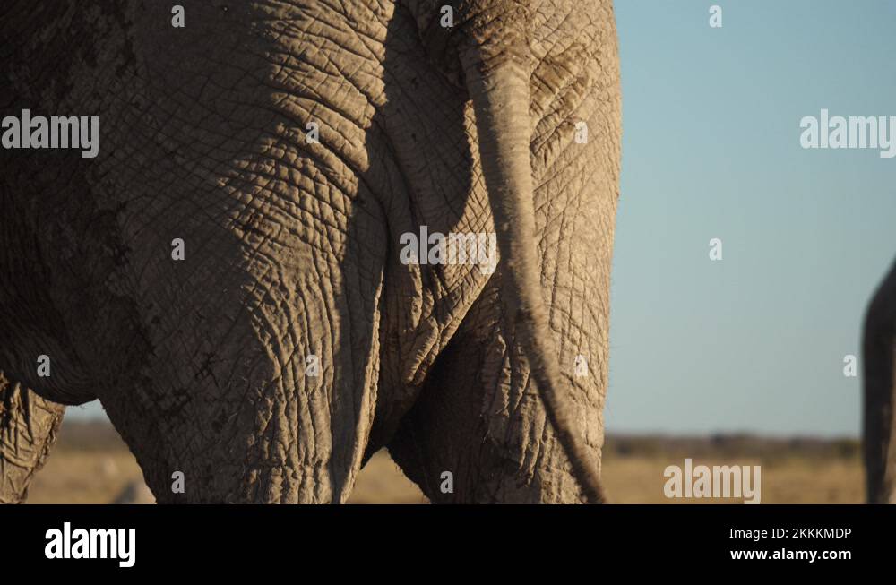 Elephant tail Stock Videos & Footage - HD and 4K Video Clips - Alamy