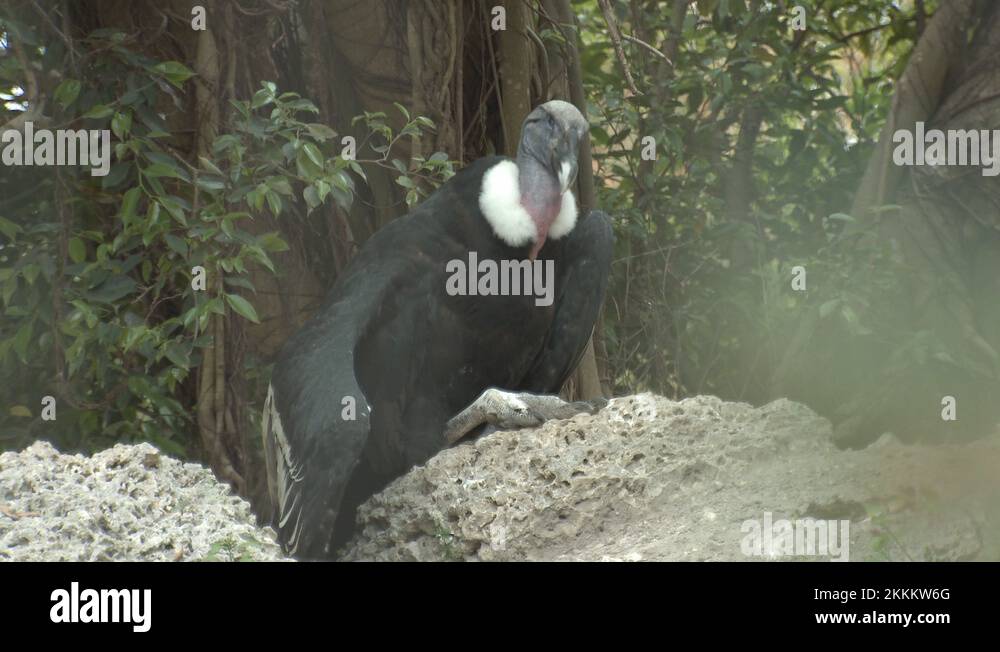 Condors On Rocks Condor andean Stock Videos & Footage - HD and 4K Video Clips - Alamy