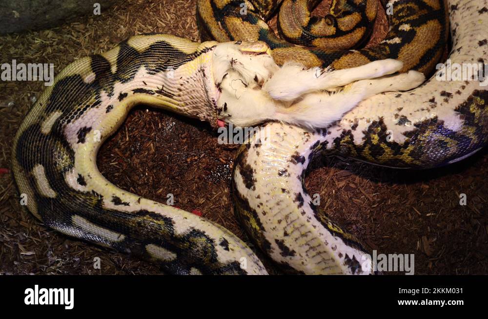 reticulated python wide view of muscles and swallowing baby goat in ...