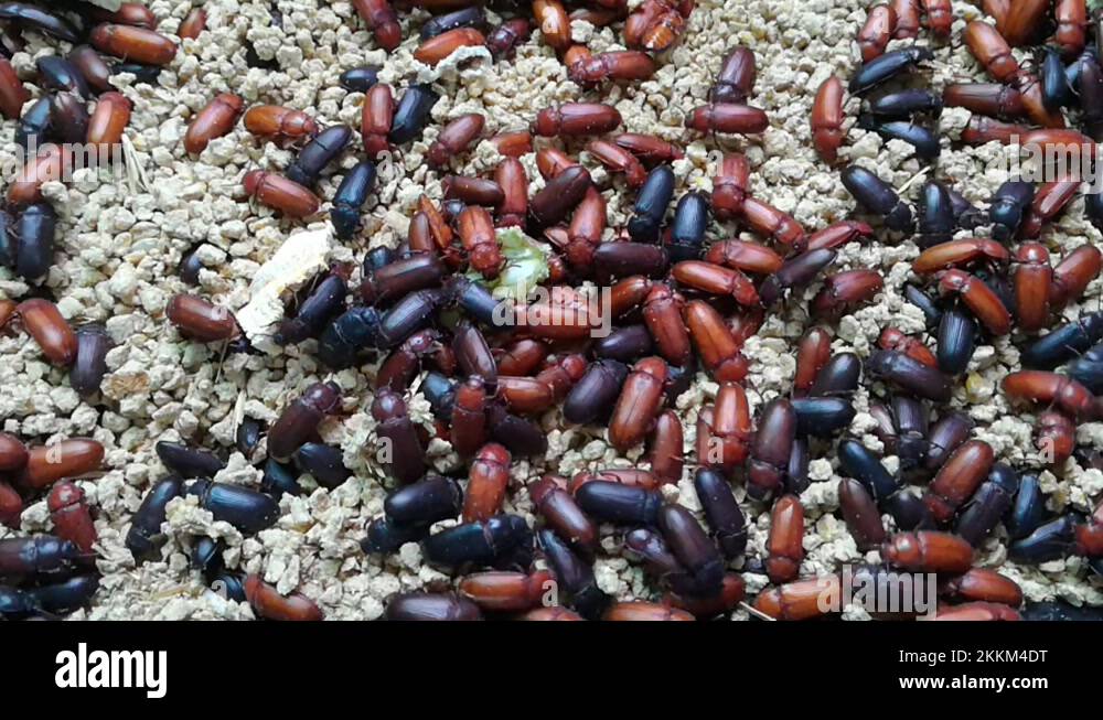 Tiny black beetles Stock Videos & Footage - HD and 4K Video Clips - Alamy