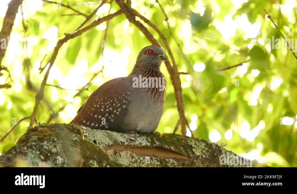 Grey adult pigeon Stock Videos & Footage HD and 4K Video Clips Alamy