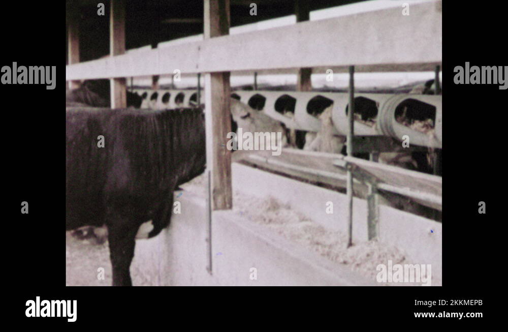 1960s Conveyor spills feed into trough for cows. Pigs eat. Pigs in pen