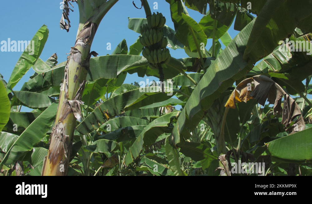 How do bananas grow on trees Stock Videos & Footage HD and 4K Video