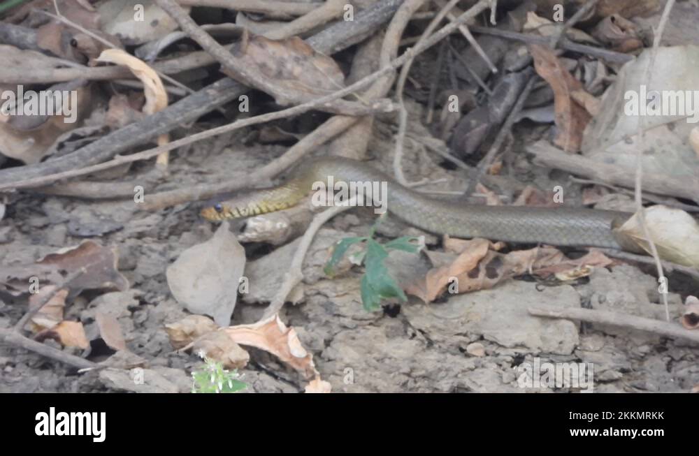 Food and snake Stock Videos & Footage HD and 4K Video Clips Alamy