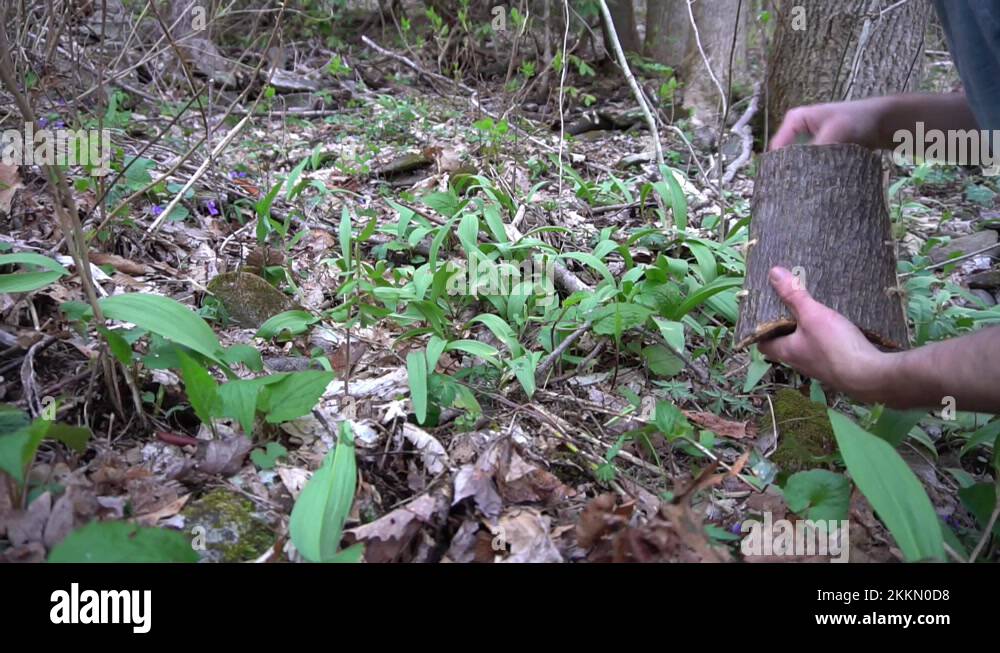 Foraging for ramps Stock Videos & Footage HD and 4K Video Clips Alamy