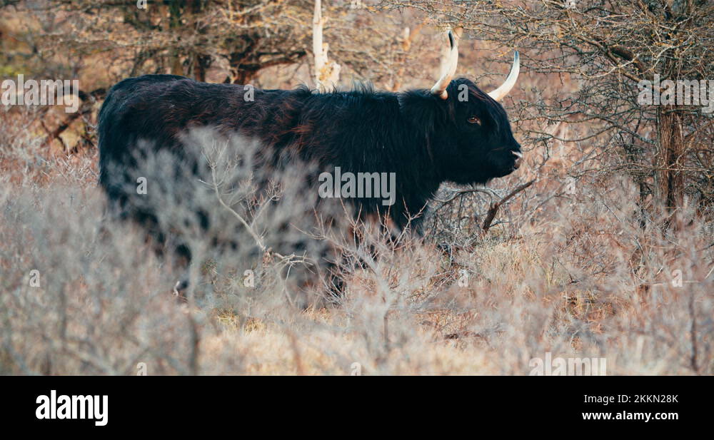 CHGCRAFT Gnome Wall Clock 12 Inch Battery Operated Wall - View #10