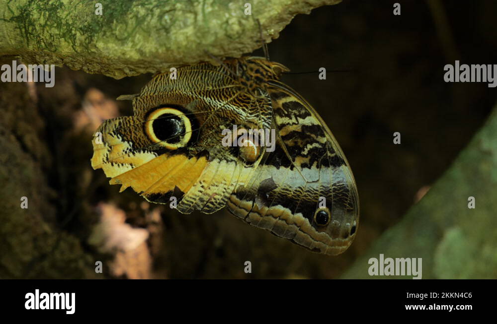 Butterfly eye camouflage Stock Videos & Footage HD and 4K Video Clips