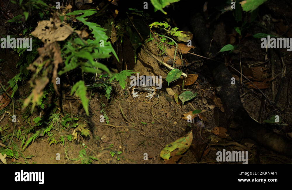 Cane toad in the jungle by the river Costa Rican amphibian wildlife ...