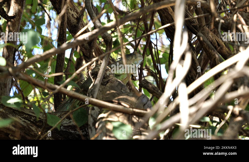 Arboreal herbivorous species lizard Stock Videos & Footage HD and 4K