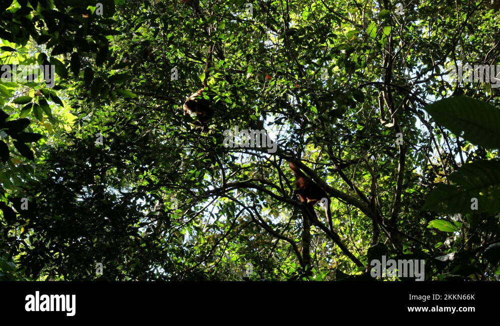 Spider Monkeys Tree Stock Videos Footage Hd And 4k Video Clips Alamy Spider Monkeys Tree Stock Videos Footage Hd And 4k Video Clips Alamy