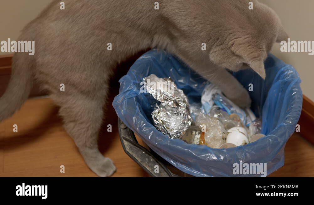 Trash can bucket Stock Videos & Footage HD and 4K Video Clips Alamy