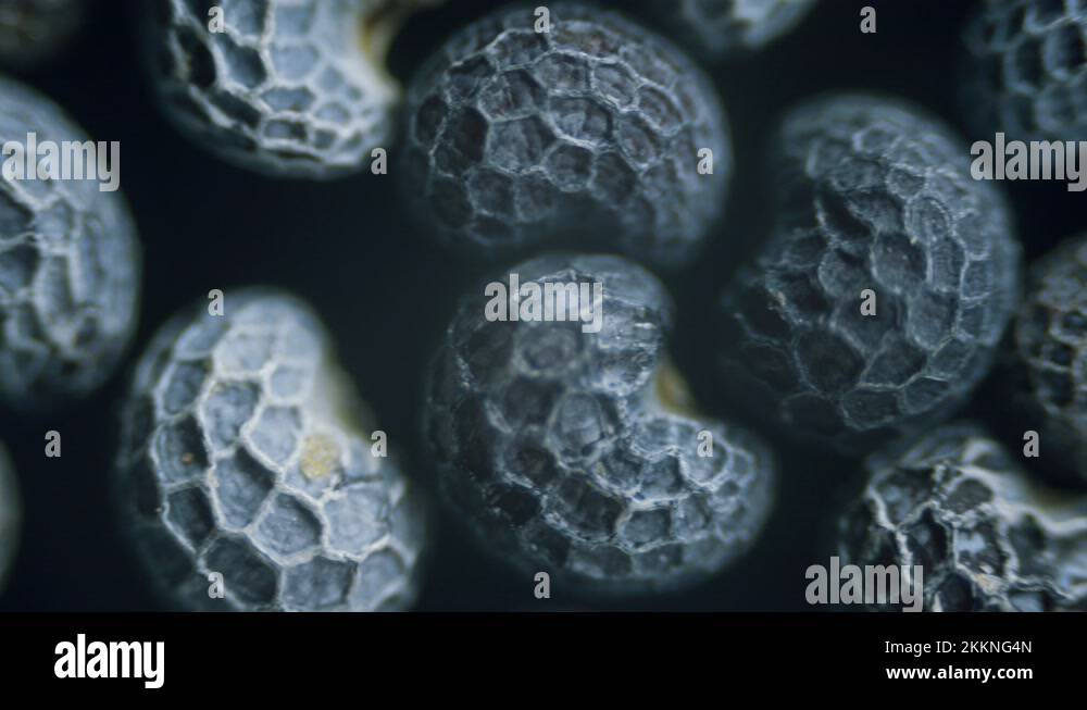 Dry poppy seed surface texture under microscope Stock Video Footage Alamy