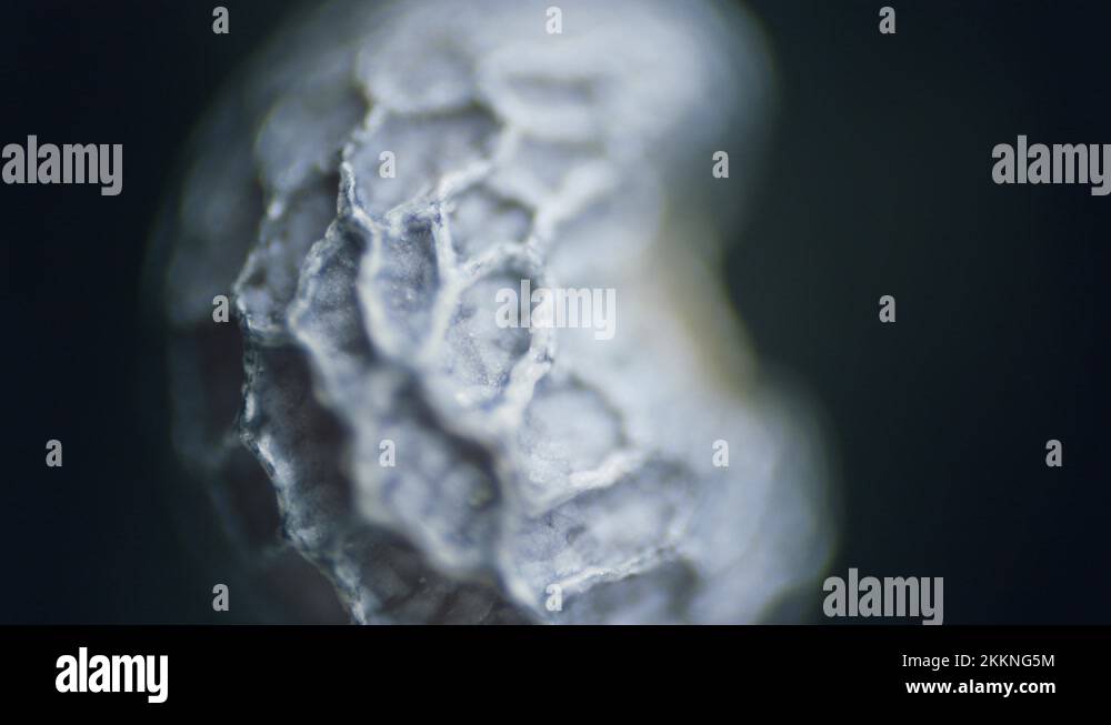 Dry poppy seed surface texture under microscope Stock Video Footage Alamy