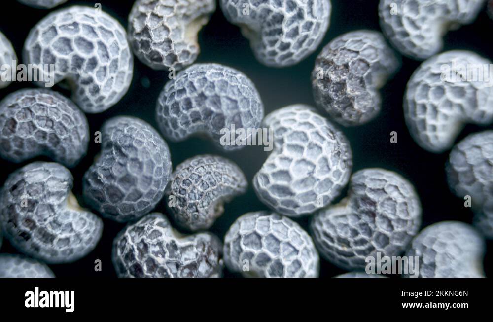 Dry poppy seed surface texture under microscope Stock Video Footage Alamy