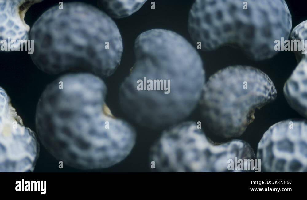 Seed surface Stock Videos & Footage HD and 4K Video Clips Alamy