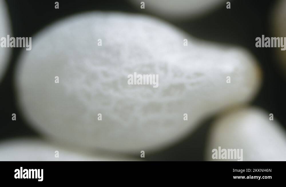 Dry sesame Stock Videos & Footage HD and 4K Video Clips Alamy