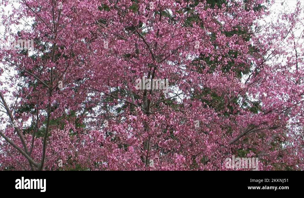 Prunos Tree Plum tree prunus domestica Stock Videos & Footage - HD and 4K Video ...