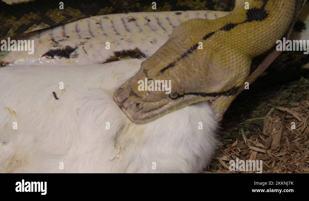 Reticulated python eating Stock Videos & Footage - HD and 4K Video ...