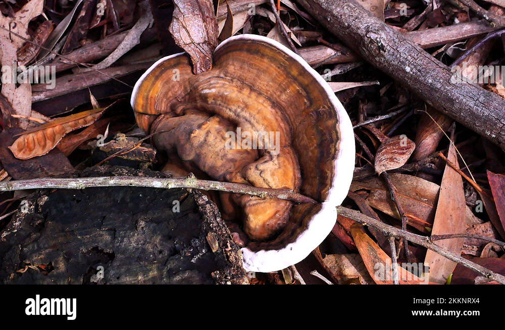 Fungus wood Stock Videos & Footage HD and 4K Video Clips Alamy