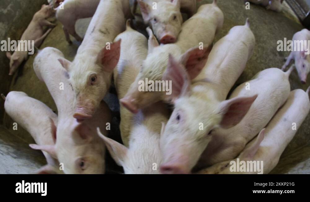 Group of young pigs in a pork meat production stable of industrial food