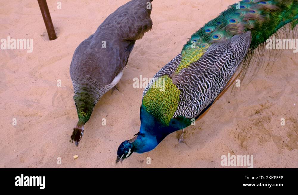 Ground nuts peanuts Stock Videos & Footage HD and 4K Video Clips Alamy