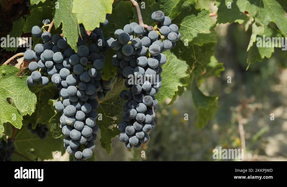 Two Red Wine Grapes Growing In A Vineyard Ready Fot Harvesting In Italy