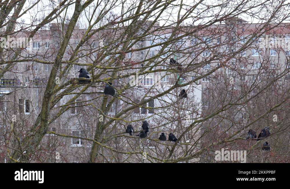 Crows nest in action crows nest in action Stock Videos & Footage - HD