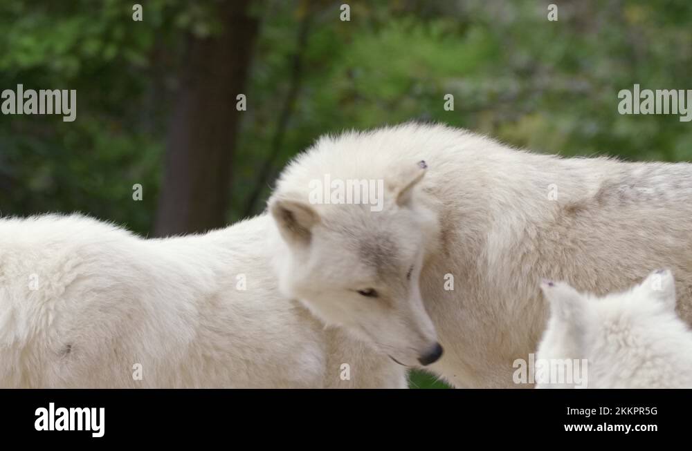 Hunter pack animal Stock Videos & Footage HD and 4K Video Clips Alamy