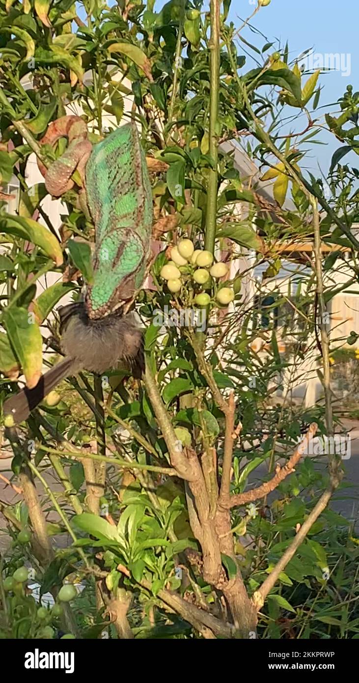 Reptile eating bird Stock Videos & Footage HD and 4K Video Clips Alamy