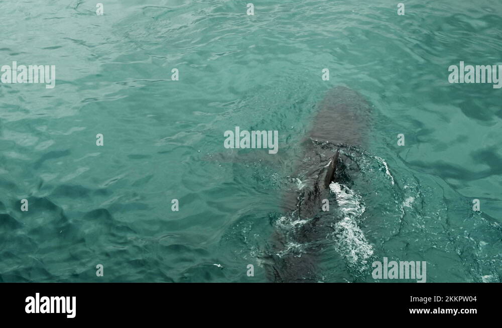 Female maneater Stock Videos & Footage - HD and 4K Video Clips - Alamy