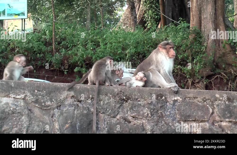 Kerala park Stock Videos & Footage - HD and 4K Video Clips - Alamy