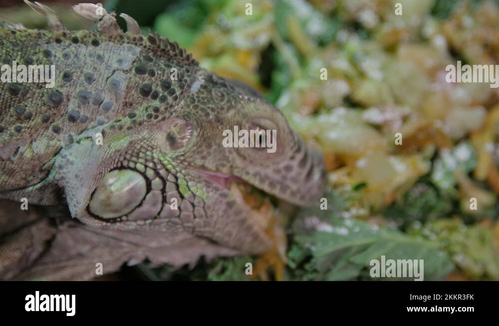 Eating a common lizard Stock Videos & Footage HD and 4K Video Clips
