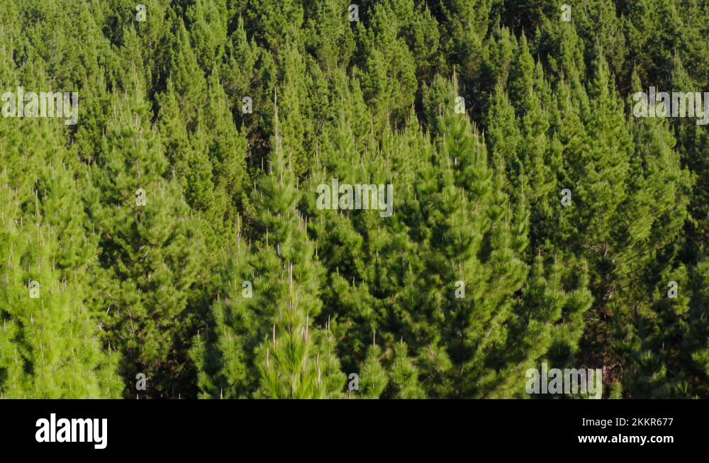 Forest canopy from above new zealand Stock Videos & Footage HD and 4K