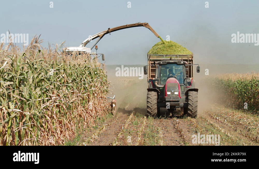 Combine and tractor drive slowly across field. Modern harvester loading off Stock Video Footage