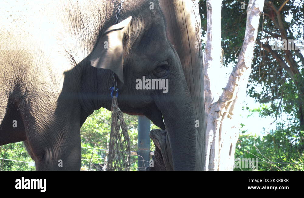 Black elephant ears Stock Videos & Footage HD and 4K Video Clips Alamy